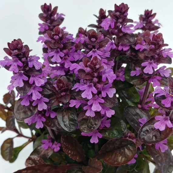 Ajuga reptans 'Midnight Mystery' – indás ínfű – CS12