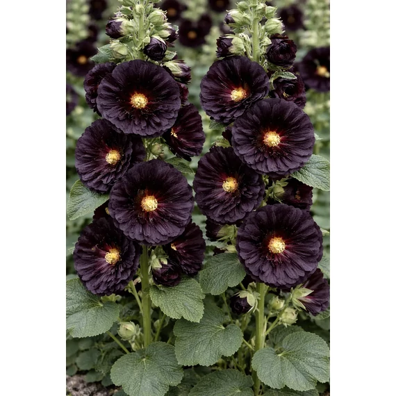 Alcea rosea 'Nigra' - mályvarózsa - CS11