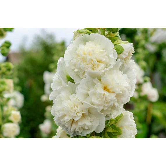 Alcea rosea 'Double White' - mályvarózsa - CS11