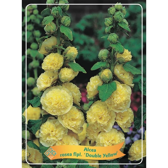 Alcea rosea 'Double Yellow' - mályvarózsa - CS11