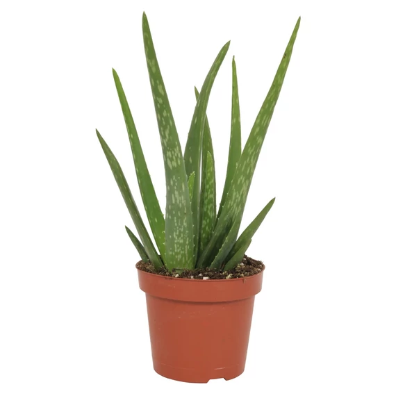 Aloe vera - CS10,5
