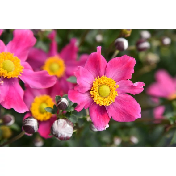 Anemone hybrida 'Summer Breeze Vibrant Pink'- szellőrózsa - CS17