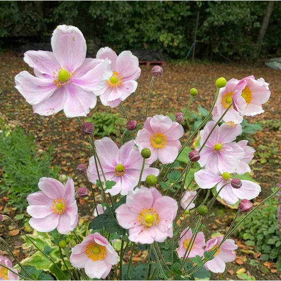 Anemone hybrida 'Loreley' - szellőrózsa - CS11