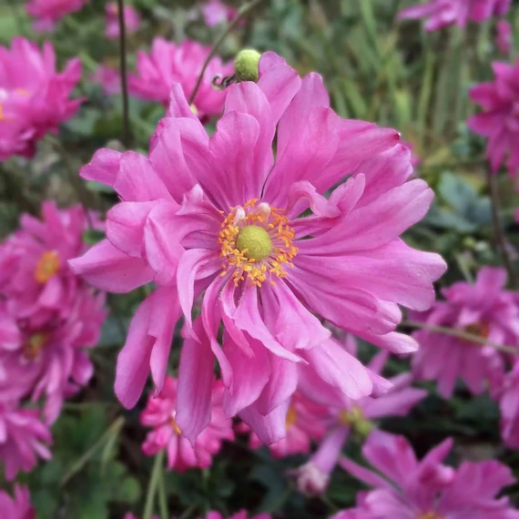 Anemone hupehensis 'Prinz Heinrich' -  kínai szellőrózsa - CS11