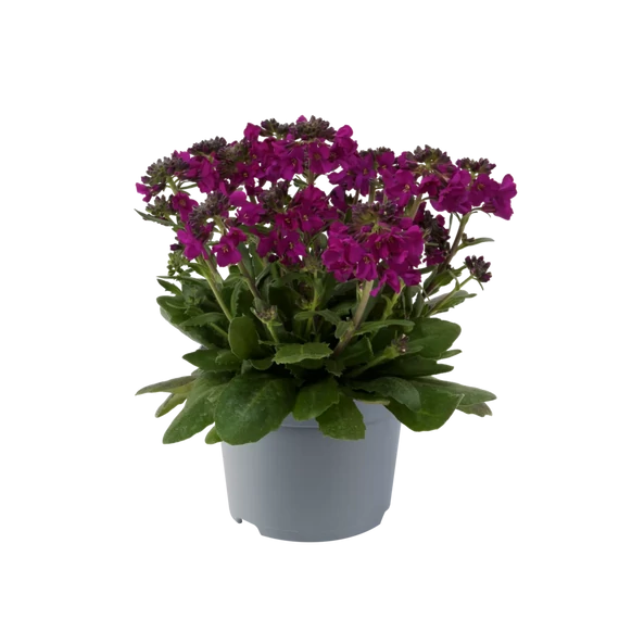 Arabis blepharophylla 'Barranca Deep Rose' – pillás levelű ikravirág – CS12