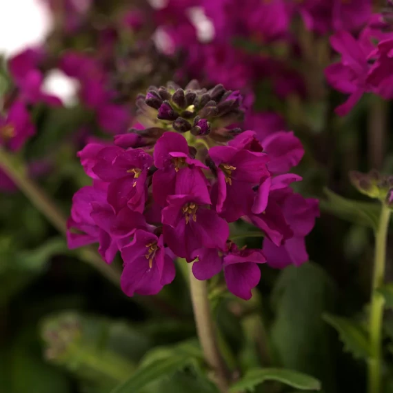 Arabis blepharophylla 'Barranca Deep Rose' – pillás levelű ikravirág – CS12