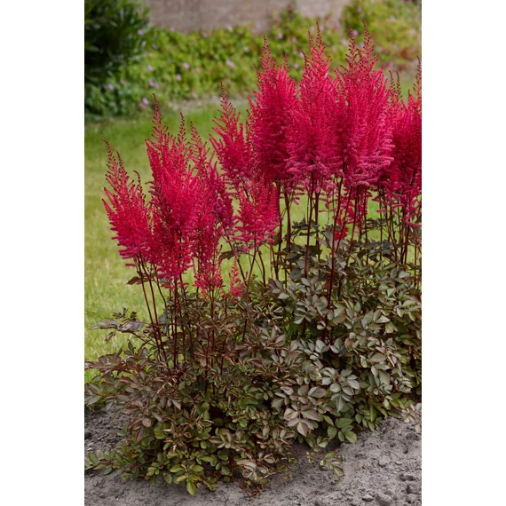 Astilbe hybrid 'Mighty Chocolate Cherry' - tollbuga - CS14