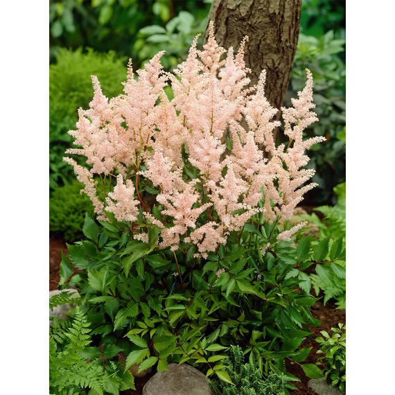 Astilbe arendsii 'Peach Blossom'  - kerti tollbuga - CS11