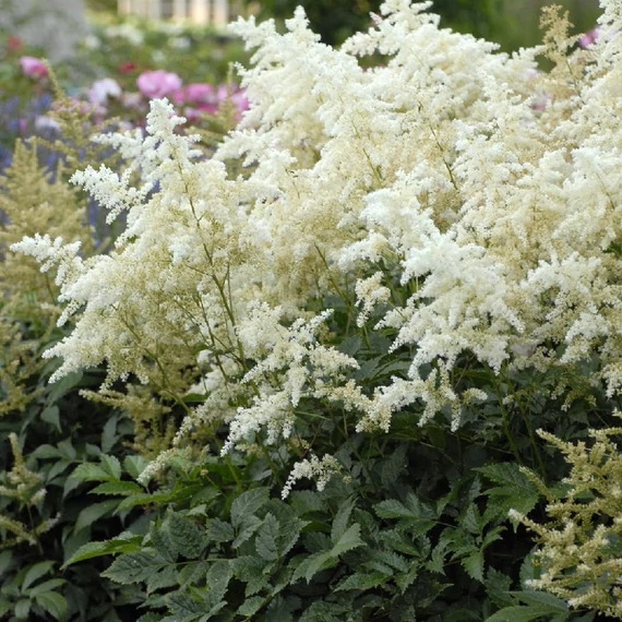 Astilbe arendsii 'Snow Spirit'  - kerti tollbuga - CS11