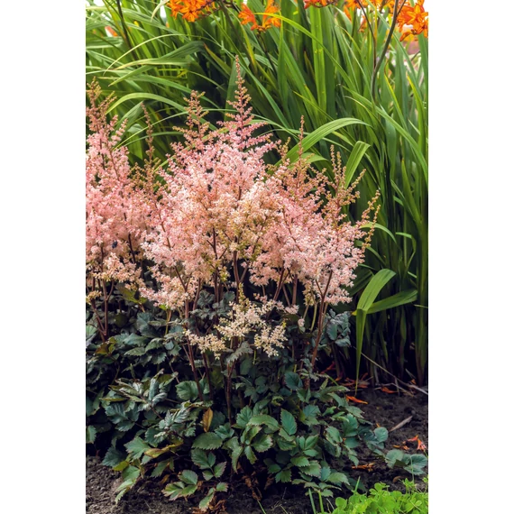 Astilbe arendsii 'Spotlight'  - kerti tollbuga - CS11