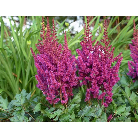 Astilbe chinensis 'Vision in Red'  - kerti tollbuga - CS11