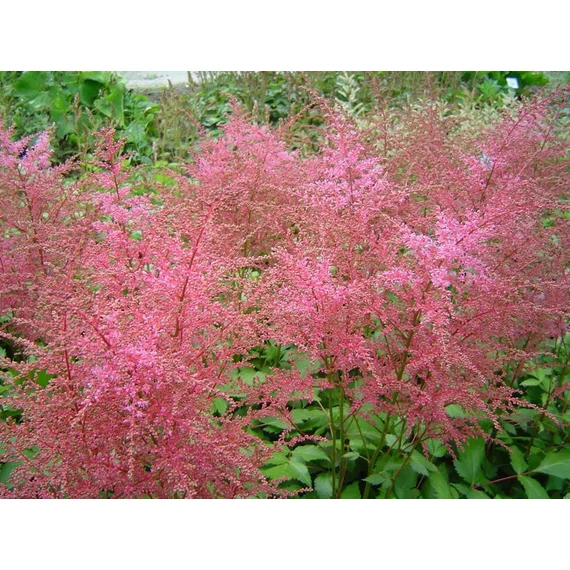 Astilbe arendsii 'Inshriach Pink'  - kerti tollbuga - CS11