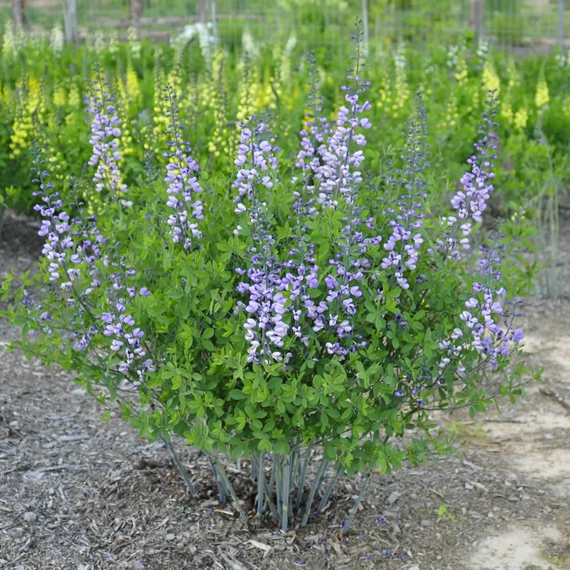 Baptisia 'Indigo Sky' - ámbrásfürt, álindigó - CS14