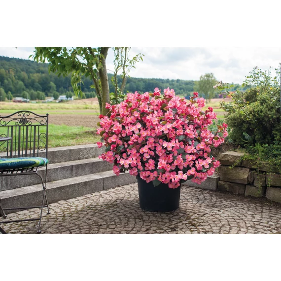 Begonia benariensis 'Big Deluxxe Rose Bronze Leaf' - big begónia - CS14