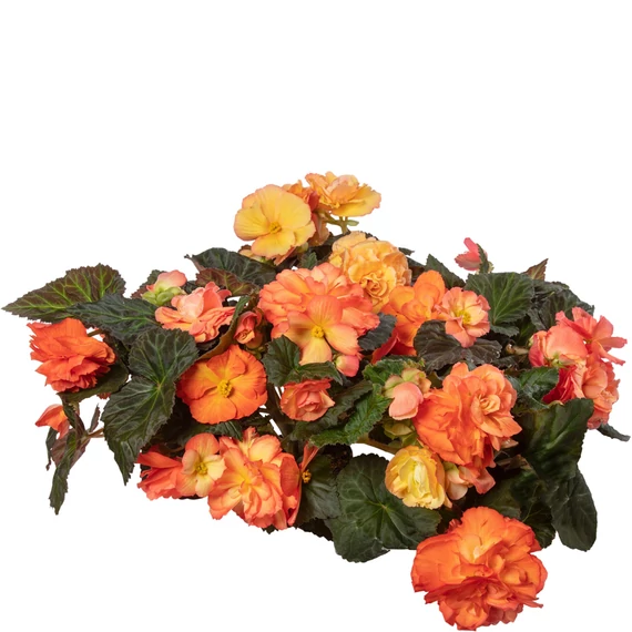 Begonia x tuberhybrida 'Limitless Sorbet' - gumós begónia - CS12