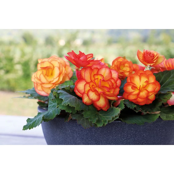 Begonia x tuberhybrida 'Nonstop Fire' - gumós begónia - CS12