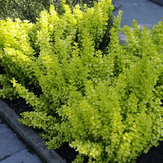 Berberis thunbergii 'Golden Horizon' - borbolya - CS17