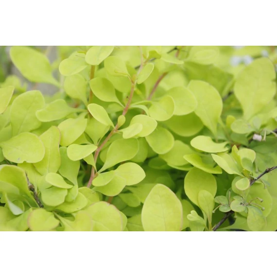 Berberis thunbergii 'Golden Horizon' - borbolya - CS17