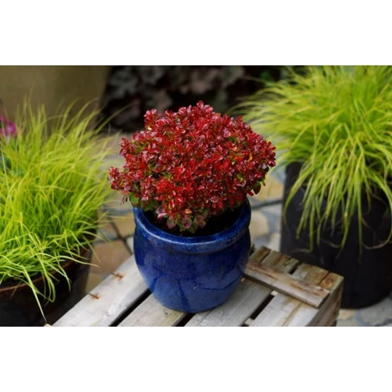 Berberis thunbergii 'Lutin Rouge' - borbolya - CS9