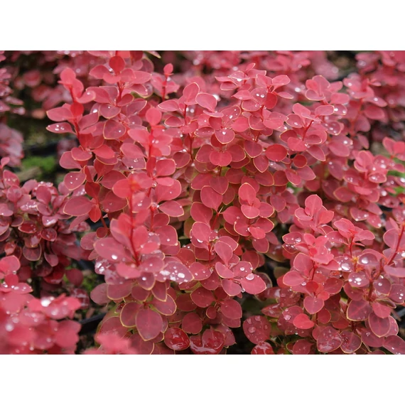 Berberis thunbergii 'Chiquita - borbolya - CS9