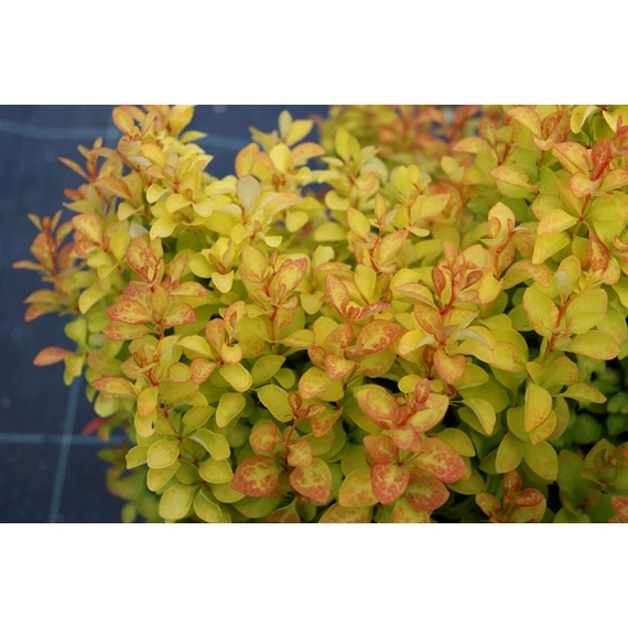 Berberis thunbergii 'Summer Sunset' - borbolya - CS9