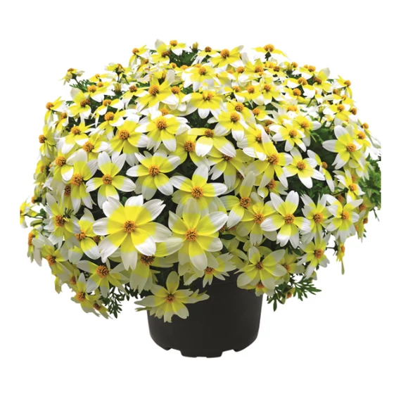Bidens ferulifolia 'Taka Tuka White and Yellow' - balkon aranya - CS12