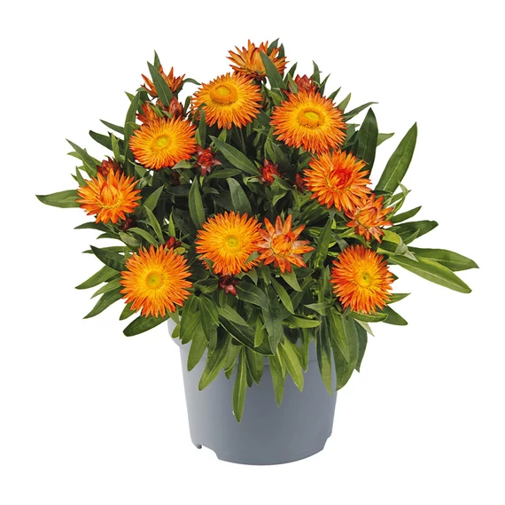 Bracteantha bracteata 'Orange' - szalmavirág - CS12