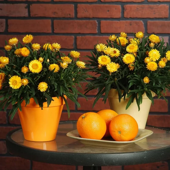 Bracteantha bracteata 'Yellow' - szalmavirág - CS12