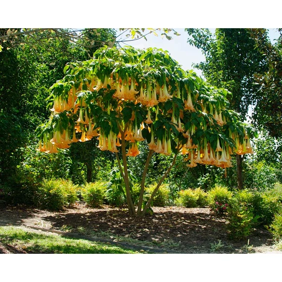 Brugmansia versicolor - angyaltrombita - CS9