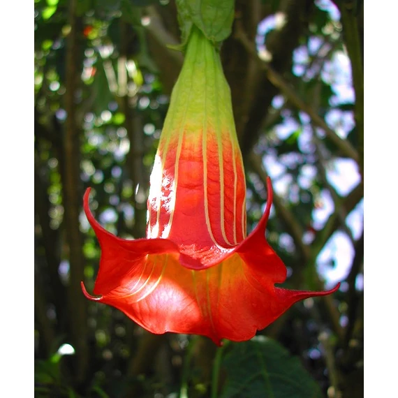 Brugmansia sanguinea - angyaltrombita - CS9
