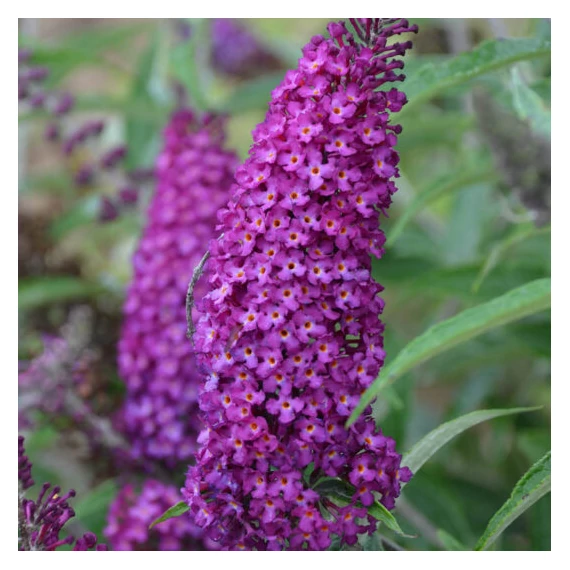 Buddleja davidii 'Magenta Munchkin' - nyári orgona - CS12