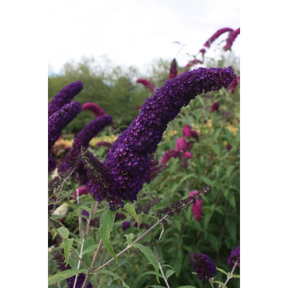Buddleja davidii 'Black Knight' - nyári orgona - CS15