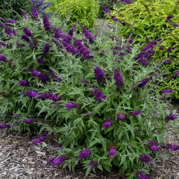 Buddleja davidii 'Magenta Munchkin' - nyári orgona - CS12