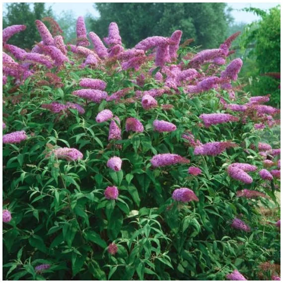 Buddleja davidii 'Pink Delight' - nyári orgona - CS15