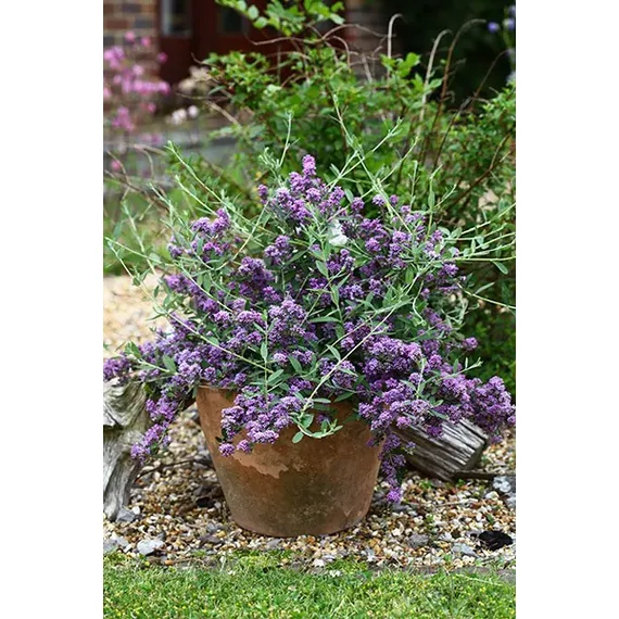 Buddleja alternifolia 'Unique'- nyári orgona - CS17