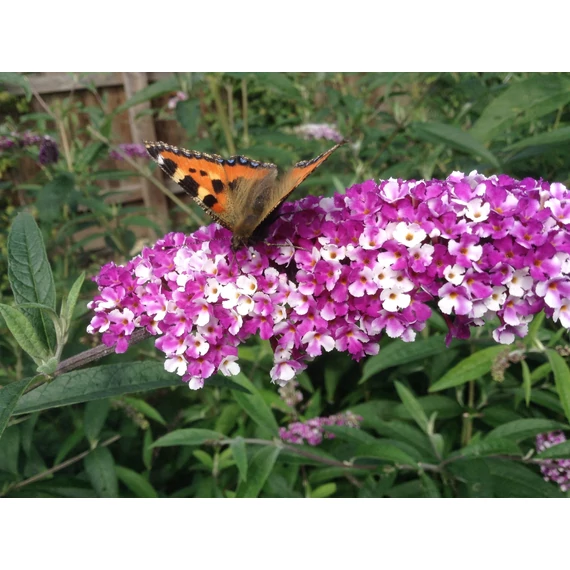 Buddleja davidii 'Berries Cream' - nyári orgona - CS17