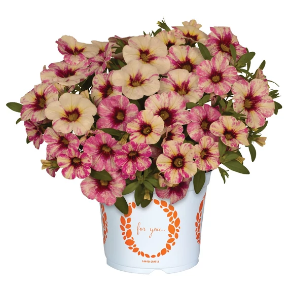 Petunia calibrachoa 'Rainbow Hot Pink' - mini virágú petúnia - CS12