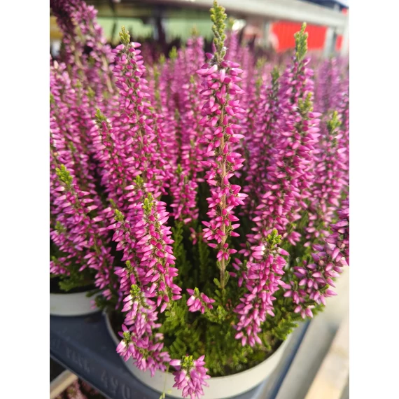 Calluna vulgaris 'Beauty Ladies Lianne' - csarab - CS9