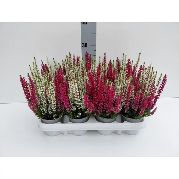 Calluna vulgaris 'Beauty Ladies 2 colours mixed' - csarab - CS9