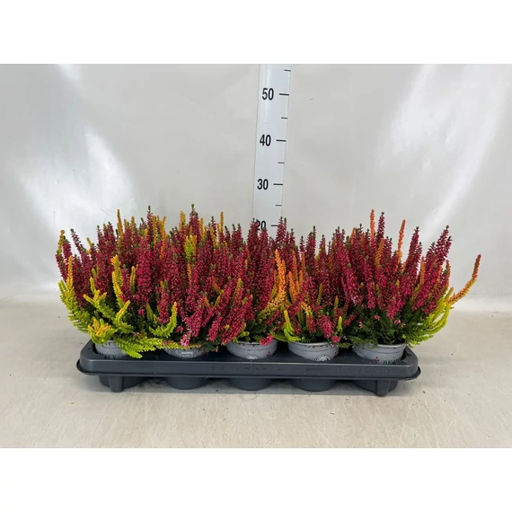 Calluna vulgaris 'Beauty Ladies Symphony'  - csarab - CS11