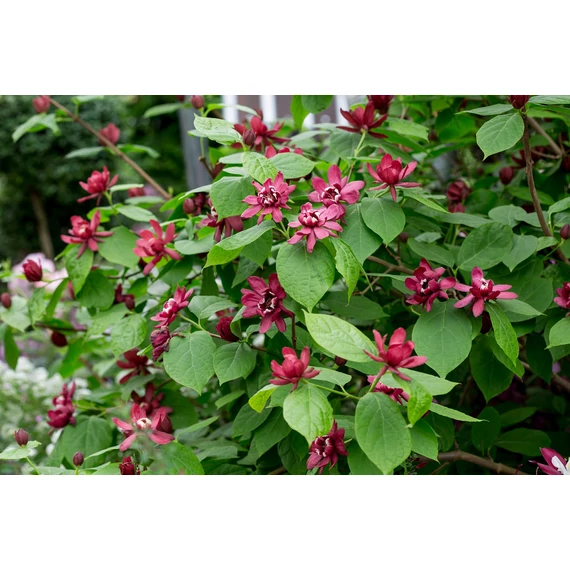 Calycanthus raulstonii 'Hartlage Wine' - illatos fűszercserje - CS13