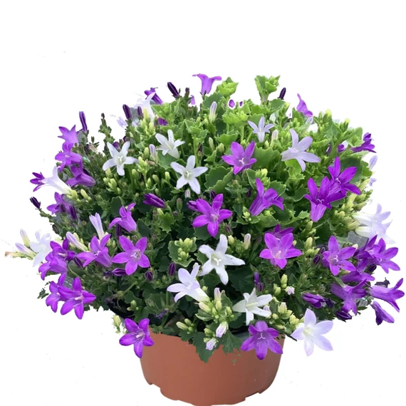 Campanula portenschlagiana 'Clockwise Bright Stellar' – dalmát harangvirág - CS12
