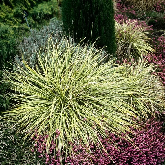 Carex brunnea 'Jubilo' - sás - CS12