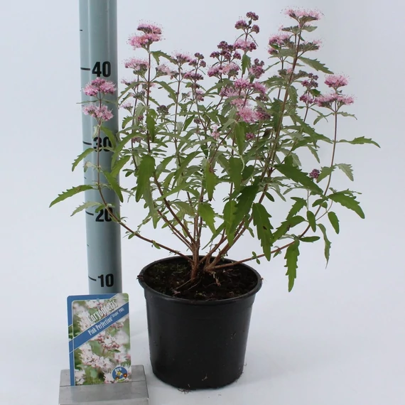 Caryopteris clandonensis 'Pink Perfection' - kékszakáll - CS17