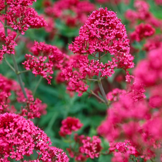 Centranthus ruber 'Coccineus Red' - sarkanytyúvirág - CS12