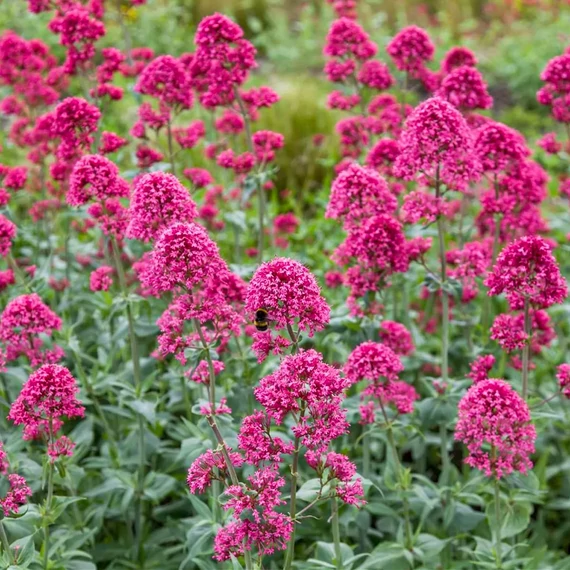 Centranthus ruber 'Coccineus Red' - sarkanytyúvirág - CS12