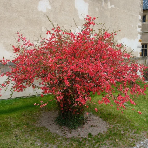 Chaenomeles superba 'Orange Trail' - japánbirs - CS9