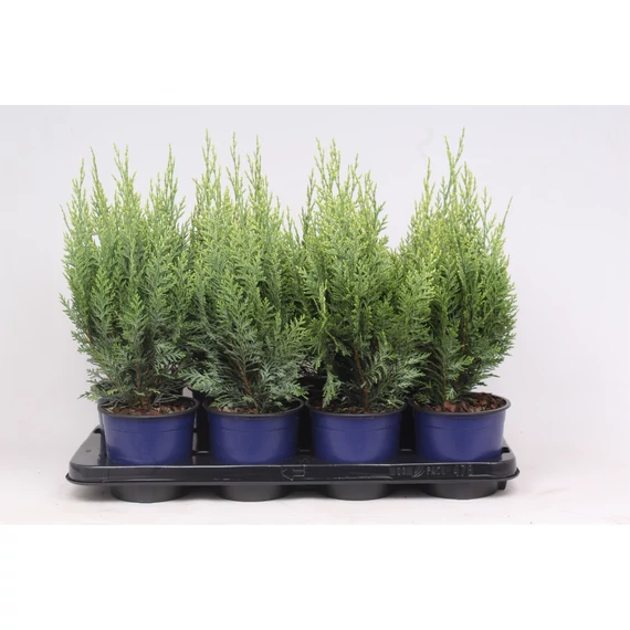 Chamaecyparis lawsoniana 'White Spot' - hamisciprus - CS15