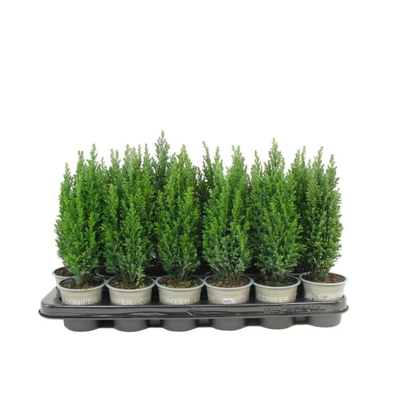 Chamaecyparis lawsoniana 'Ellwoods Pillar' - oregoni hamisciprus - CS9