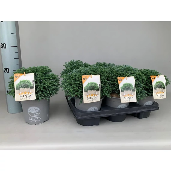Chamaecyparis pisifera 'Minta' -  hamisciprus -CS13